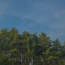 항몽유적지 | 4월 5월 제주 유채꽃 밭 명소 항파두리 항몽유적지