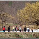 의성 사곡 산수유 축제에서... 2 이미지