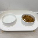 예스테이 | [제주/협재] 내돈내산 놀당스테이 이용 후기 | 10만원 이하 제주 애견동반 서쪽 2인 독채 숙소