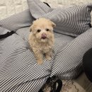 다온펫# 이미지