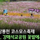 [번개] 2024/10/13(일) 고양누리길(코스모스 축제) 이미지