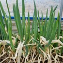 수민 일농장 이미지