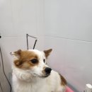 멍멍이 미용실 이미지