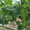 수호일농장 이미지