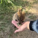굿라이프여행사 | 호주🇦🇺 시드니 DAY8 (블루마운틴 투어 추천 후기/로라마을 맛집 카페 추천)