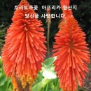 ＜트리토마 꽃＞- 당신을 사랑합니다 - 서울보라매공원, 이미지