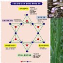 강남엄마들이 수험생 자녀들에게 달여 주는 물개즙보다 더 공부 열심히 하게 만들어 주는 약초 이미지