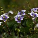 종지나물(Hooded blue violet) 이미지