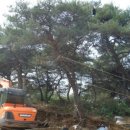 좋은소나무 이미지