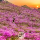 제29회 비슬산 참꽃 문화제 BBS