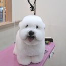 오도르봉 네이버블로그