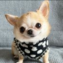 김시연#