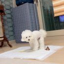 강아지 슬개골 탈구 발생부터 수술 (+ 재활 기록)