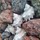 달토르펜션 이미지