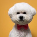 쿨독펫샵 이미지