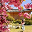 파리바게뜨 국회의사당점 | 서울 겹벚꽃 명소 국회의사당 사랑재 겹벚꽃 실시간 개화 상황