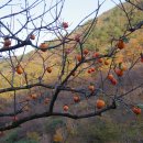 섬진강대나무숲길 이미지