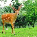 꽃사슴 이미지