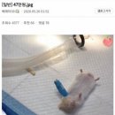 햄스터 병원비 47만원 이미지