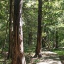 서귀포자연휴양림야영장 이미지