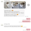 강남유치원 | [바우라움 강아지유치원&amp;호텔 메인캠퍼스] 만족스러웠던 1일 등원후기ㅣ강남 애견유치원