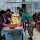 가치마루농장 이미지