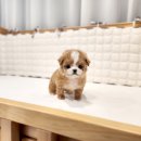 예쁘댕냥 이미지