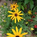 장단콩마을 이미지