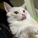 밀양돼지국밥 이미지