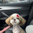 댕이멍이 이미지