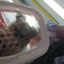 쥬시동물병원 이미지