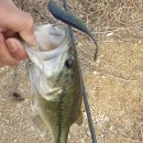 마수목장 이미지