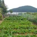 천사꽃펜션 이미지