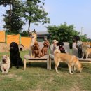 개두방정 이미지