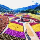 용대관광지 | 인제 가을꽃축제 2025 기본정보 일정 총정리! 용대관광지 강원도 인제가볼만한곳