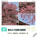 경남조선(주) | [경남/양산] 통도사 홍매화 실시간 개화율 70% + 주차정보