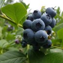 비당농장 이미지