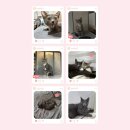 마리앤트리 | 고양이 | 캣앤트리 XL 캣휠 후기 : 소음 때문에 AS받고 더 만족