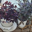 GH지압침대 이미지