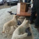 버팀목농원 이미지