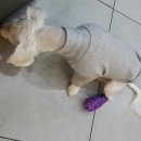 24시 수유 바른펫 동물의료센터 이미지