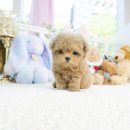 새롬켄넬 | 노원말티푸분양 귀염댕이 '새롬'이~💕