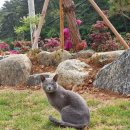 수영장 독채 폭포리아 풀빌라 이미지