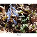 풀꽃마중 이미지