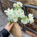 라넌큘러스 / 쏘리 에스프레소바 에그타르트 / 포르투갈식 에그타르트 / 가마치통닭 돈암시장점 / 주말집콕