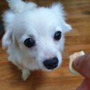 GPS 애견학교 이미지