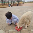 후니농장 | 안성팜랜드ㅣ동물 먹이주기 체험 / 놀이기구 / 지금 가세요~ (+51개월/6세 아이 함께)