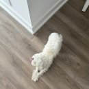 (주)셰퍼드 | 부상 그리고 요양, 캐나다 첫 병원 체험, Advanced Matwork, 셰퍼드영 친구집 방문, 2주년 랜선 데이트🤍
