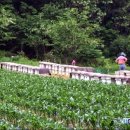 꿀벌마을농업회사법인㈜ 이미지