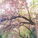 성남 연등회 이미지